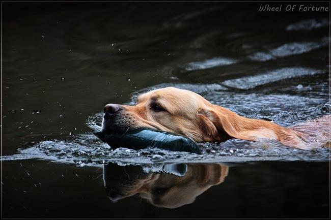 biscuit-haupt-_schwimm