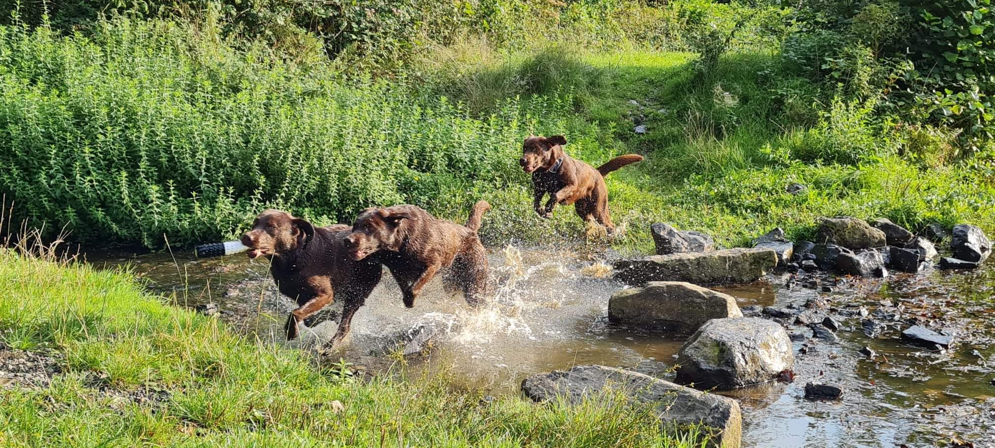 Oma Nala, Mutter Ronja mit Duke